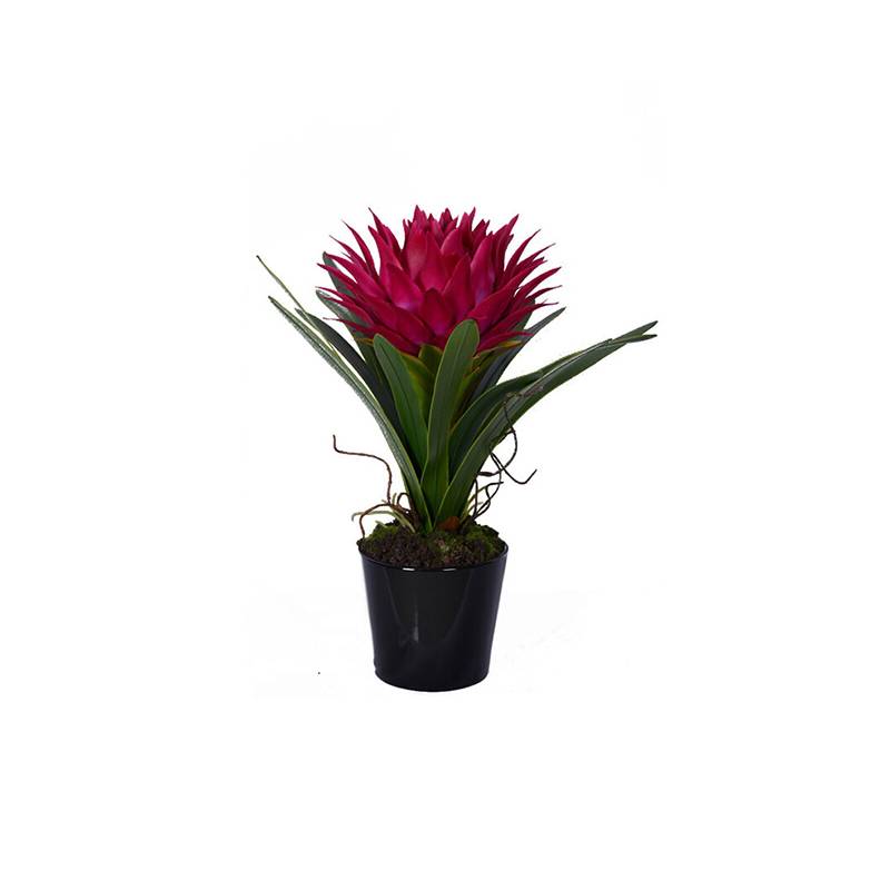 Fiori Pink Tropical Plant with Black Ceramic Pot