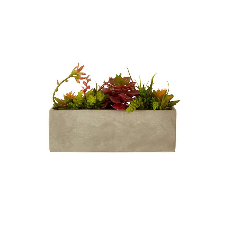 Fiori Mixed Succulents with Cement Pot