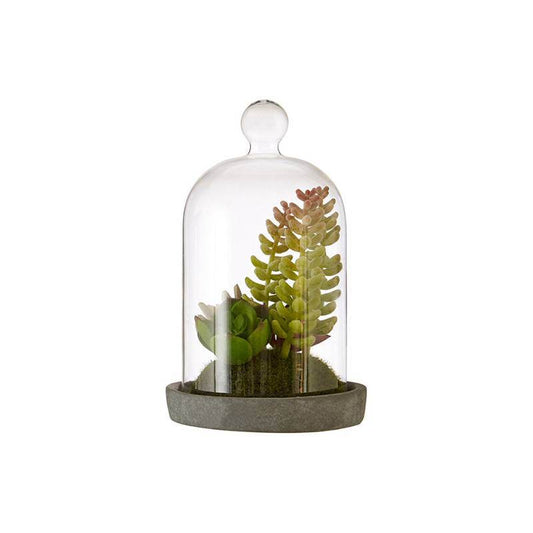 Fiori Small Succulent Dome with Cement Base - Premier Home