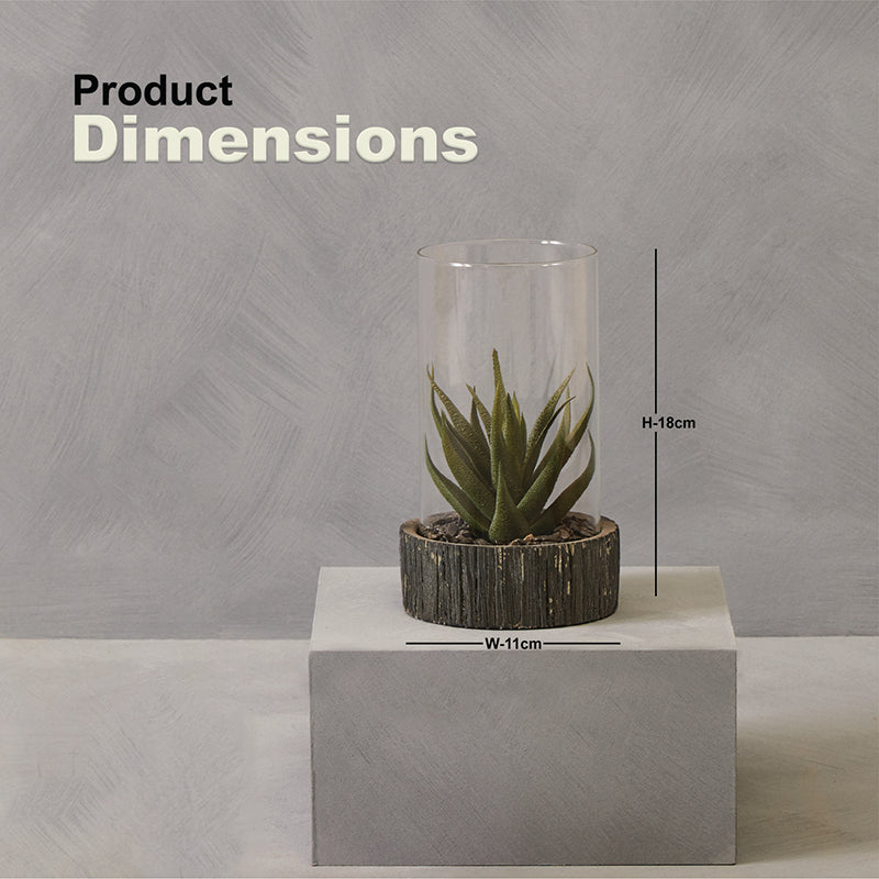 Fiori Small Succulent with Black Stone Base