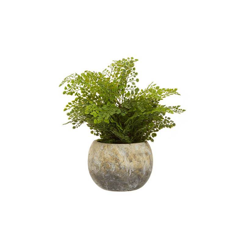 Fiori Fern With Cement Pot - Premier Home