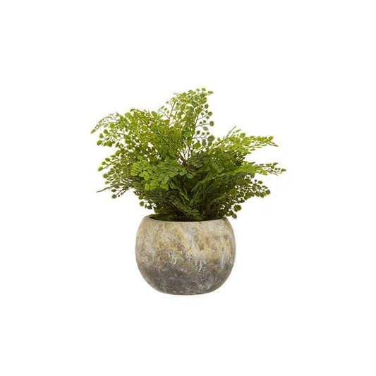 Fiori Fern With Cement Pot - Premier Home