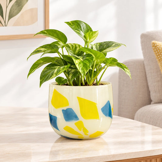 Multicolour geometric glass flower pot with blue and yellow pattern holding a green plant