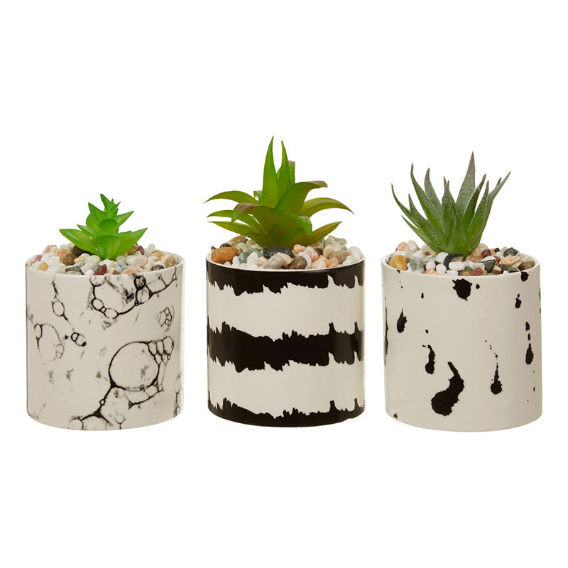 Mimo Set Of 3 White / Black Succulents