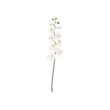 Fiori Artificial flowers Cream Orchid Stem - Premier Home