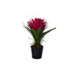 Fiori Pink Tropical Plant with Black Ceramic Pot - Premier Home