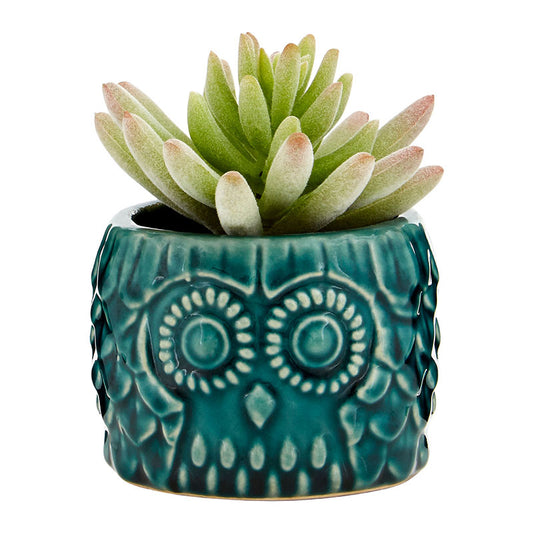 Fiori Small Succulent in Blue Ceramic Owl Pot