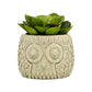 Fiori Large Succulent in Grey Ceramic Owl Pot - Premier Home