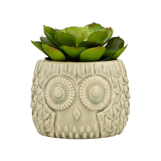 Fiori Large Succulent in Grey Ceramic Owl Pot