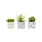 Fiori Set of 3 Succulents in Henna Ceramic Pots - Premier Home