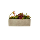 Fiori Mixed Succulents with Cement Pot - Premier Home