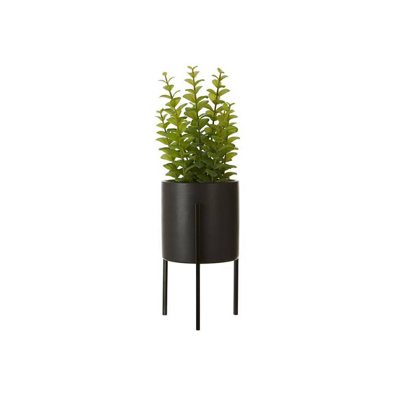 Fiori Thyme