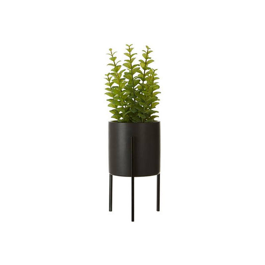 Fiori Thyme