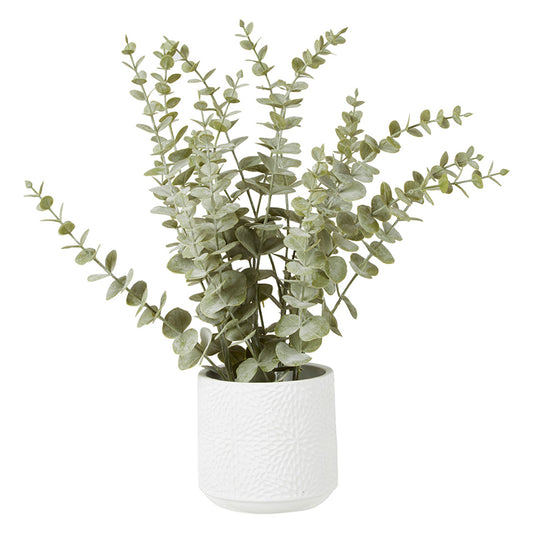 Fiori Eucalyptus with White Pot