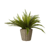 Fiori Boston Fern Succulent - Premier Home