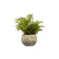 Fiori Fern With Cement Pot - Premier Home