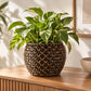 Black woven seagrass indoor plant pot with a lush green plant on a wooden surface