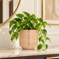 Large ceramic planter with trailing green plant on a wooden surface in a bright interior