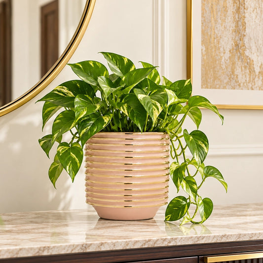 Large ceramic planter with trailing green plant on a wooden surface in a bright interior