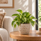 Large cream ceramic planter with a green leafy plant on a wooden coffee table indoors