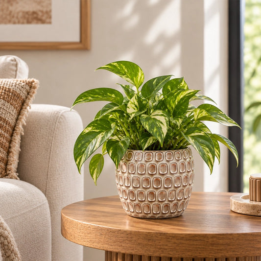Large cream ceramic planter with a green leafy plant on a wooden coffee table indoors