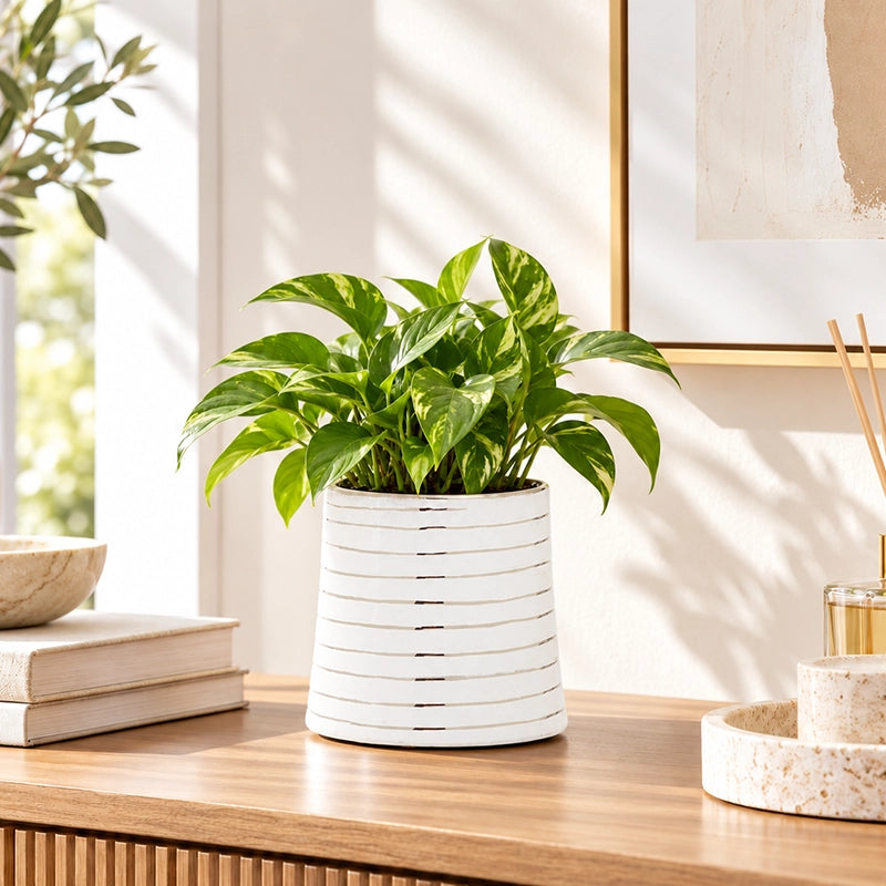 Large white ribbed ceramic planter holding a lush green leafy plant on a wooden shelf in a bright modern interior