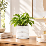 Large white ribbed ceramic planter holding a lush green leafy plant on a wooden shelf in a bright modern interior