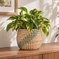 Woven seagrass indoor plant pot with a green plant styled on a bright neutral shelf