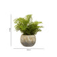 Dimension guide for an artificial fern plant in a natural cement pot showing height and width measurements